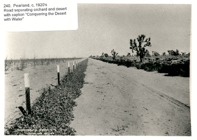 An Antelope Valley road separating an orchard and the desert