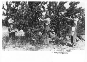 Pear picking in Littlerock
