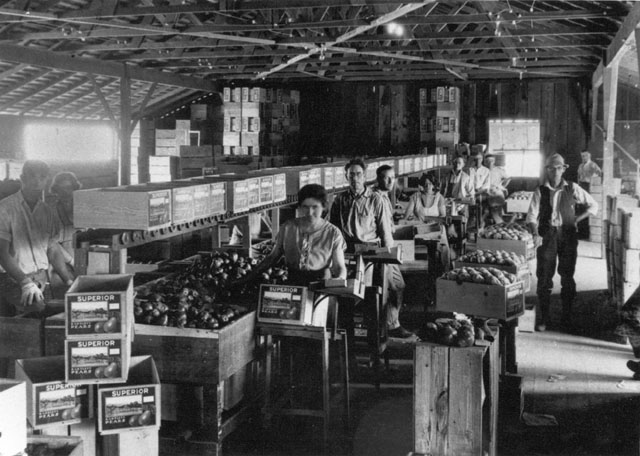 Interior of a pear packing shed