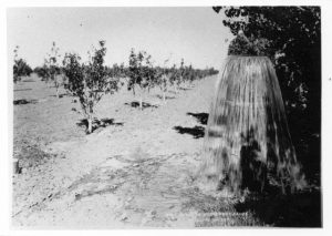 New pear orchard (possibly in Pearland) and water flowing from a standpipe