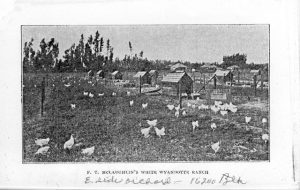 F. T. McLaughlin's white Wyandotte chicken ranch in Gardena