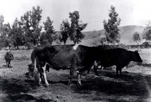 Cows on the Strong Ranch in La Puente Valley