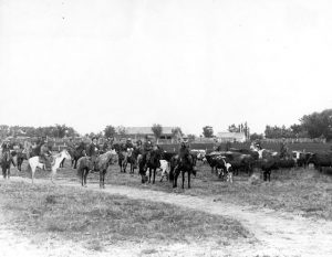 Cattle round-up on Butterworth Ranch