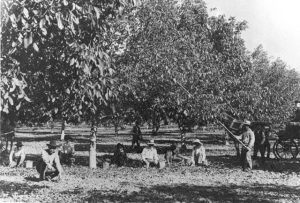 Walnut harvest in La Puente Valley, early 1900s