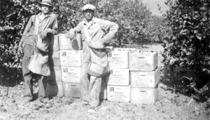 Two citrus pickers in front of North Whittier Heights Citrus Association crates