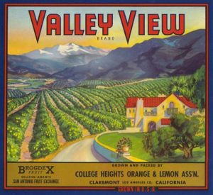 Citrus crate label for the Valley View Brand of the College Heights Orange