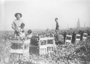 Japanese farm workers and children with the crop in Lomita
