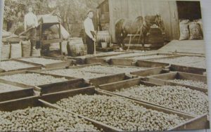 E. W. Reider (on the right) during the walnut harvest in 1905 in Pico Rivera.