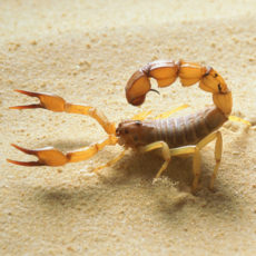 2022.06.07_VP_Scorpions_GettyImages-BC0044-002 Scorpion