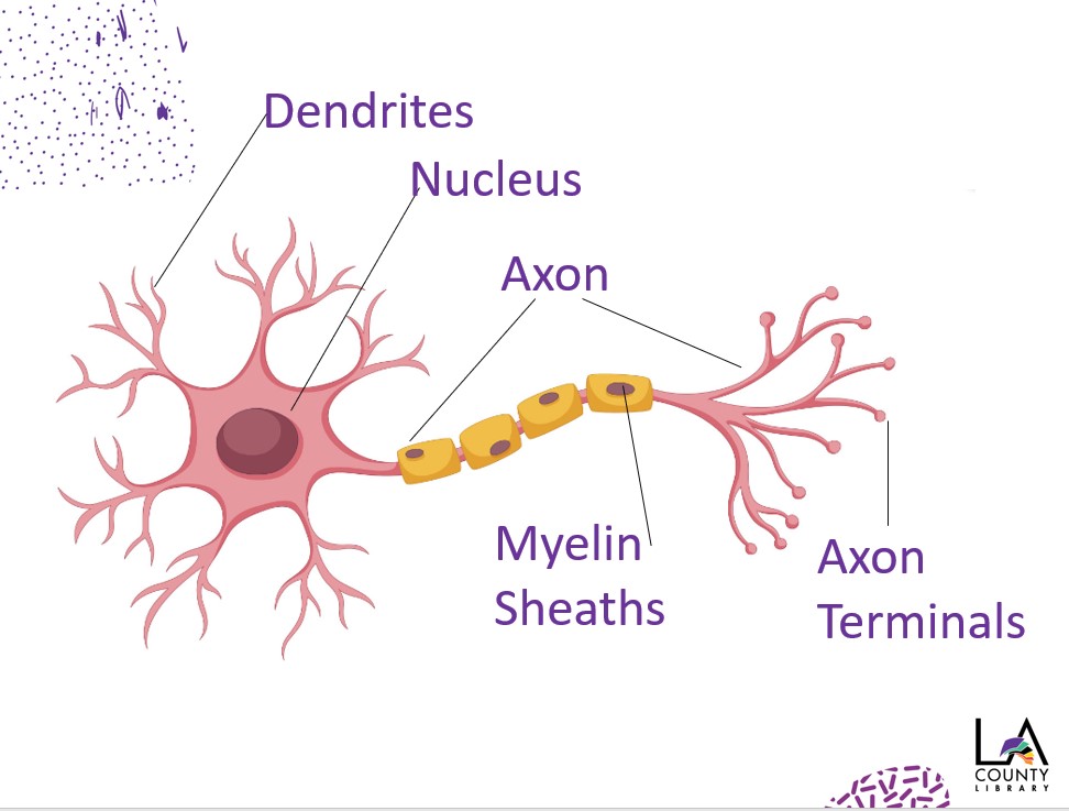 neuron_.sketch_(1) – LA County Library