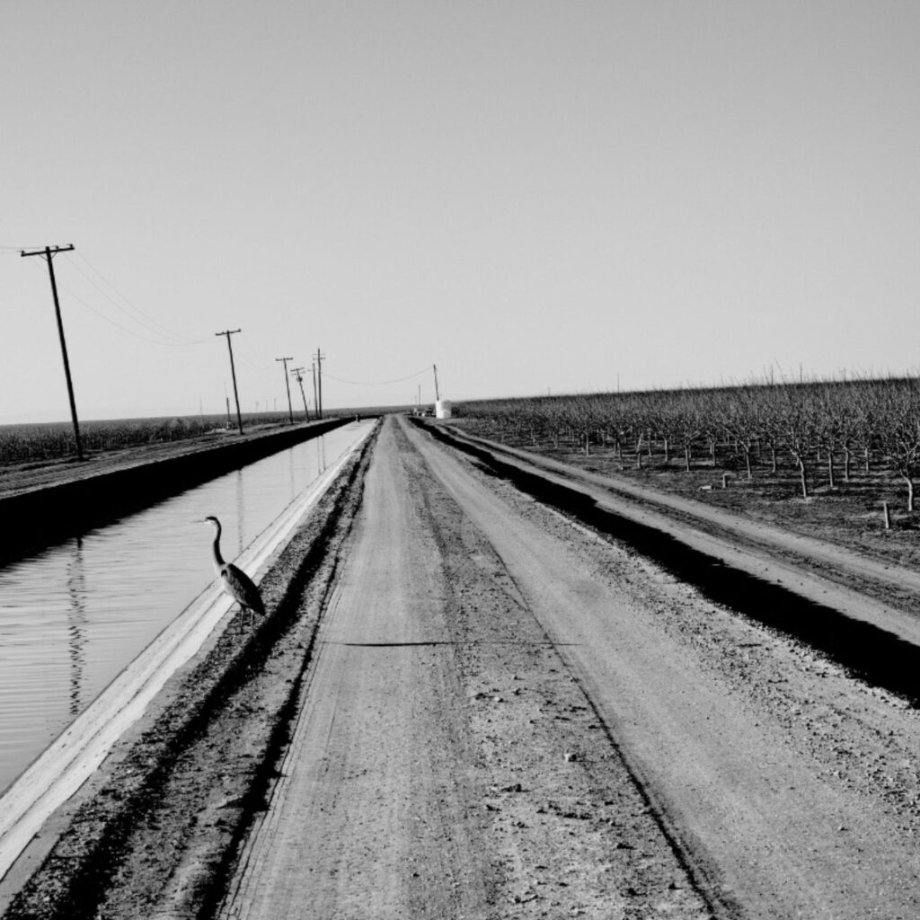 Crane sitting on the side of an irrigation stream Photograph by Matt Black