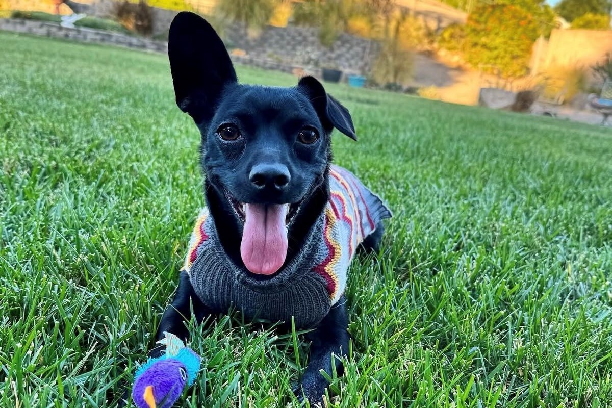 Seymour, a happy dog